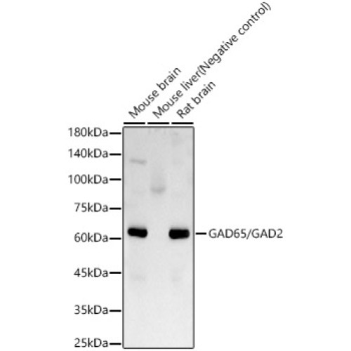 GAD65/GAD2 Rabbit mAb