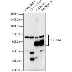 FceR1 alpha Rabbit mAb
