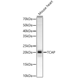 TCAP Rabbit mAb