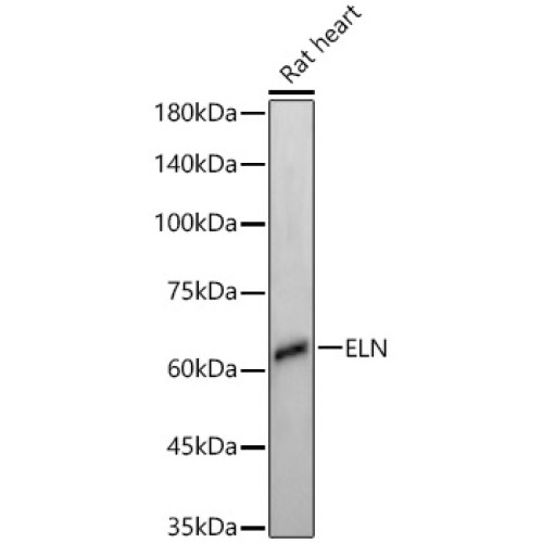 ELN Rabbit mAb
