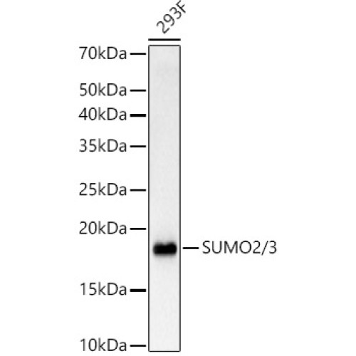 SUMO2/3 Rabbit mAb
