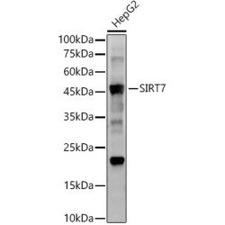 SIRT7 Rabbit mAb