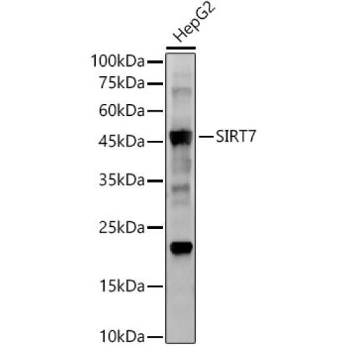 SIRT7 Rabbit mAb