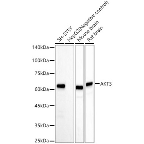 AKT3 Rabbit mAb
