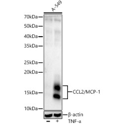 CCL2/MCP-1 Rabbit mAb