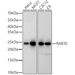 RAB10 Rabbit mAb