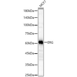ERG Rabbit mAb
