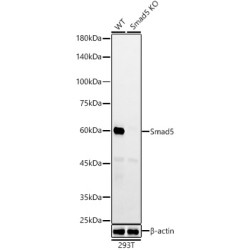 [KO Validated] Smad5 Rabbit mAb