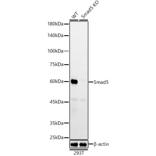 [KO Validated] Smad5 Rabbit mAb