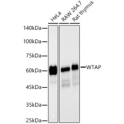 WTAP Rabbit mAb