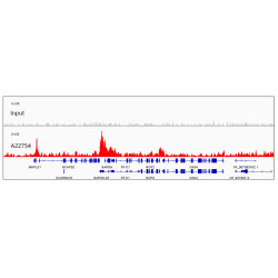 Acetyl-Histone H4-K12 Rabbit mAb