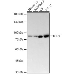 BRD9 Rabbit mAb