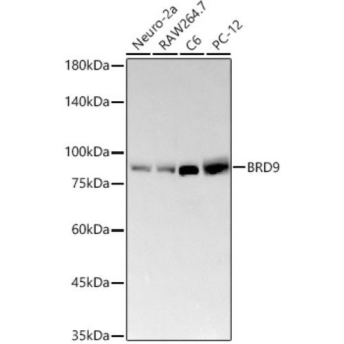 BRD9 Rabbit mAb