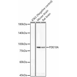 PDE10A Rabbit mAb