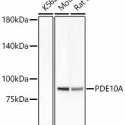 PDE10A Rabbit mAb