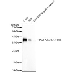 JAM-A/CD321/F11R Rabbit mAb