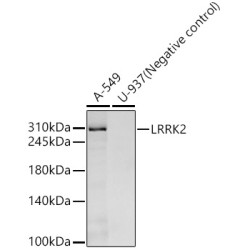 LRRK2 Rabbit mAb