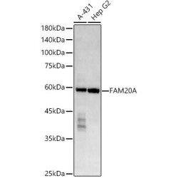 FAM20A Rabbit mAb