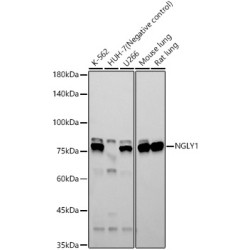 NGLY1 Rabbit mAb
