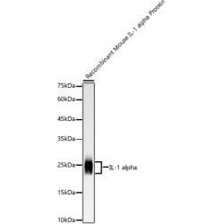 IL-1 alpha Rabbit mAb