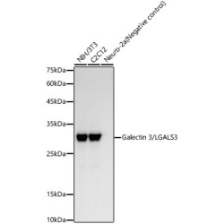 Galectin 3/LGALS3 Rabbit mAb