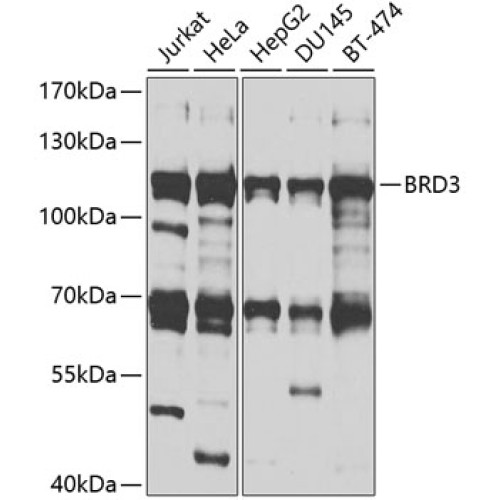 BRD3 Rabbit pAb