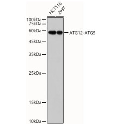 ATG12 Rabbit mAb