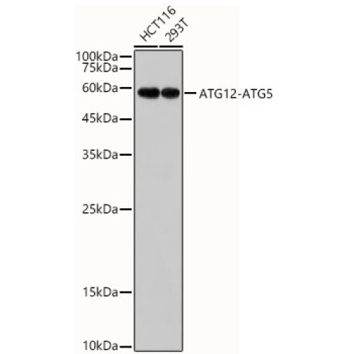 ATG12 Rabbit mAb