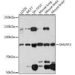 SMURF2 Rabbit mAb