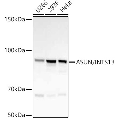 ASUN/INTS13 Rabbit mAb