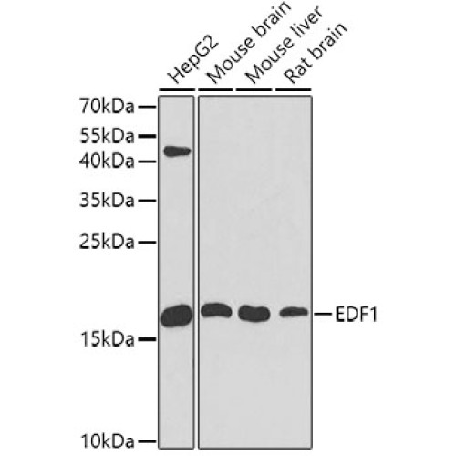 [KO Validated] EDF1 Rabbit pAb