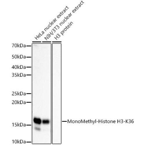 MonoMethyl-Histone H3-K36 Rabbit mAb