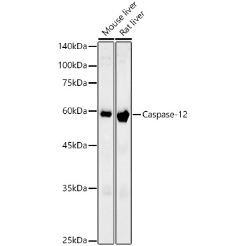 Caspase-12 Rabbit mAb