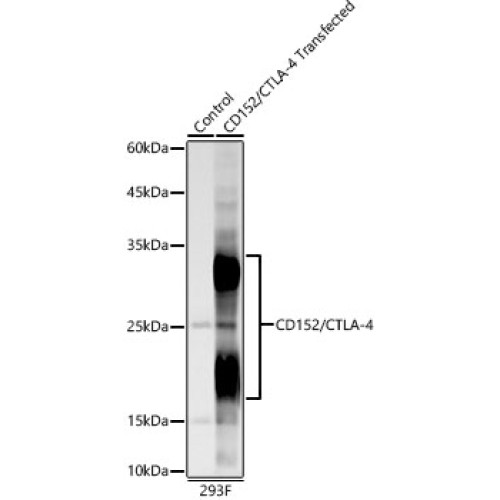 CD152/CTLA-4 Rabbit mAb