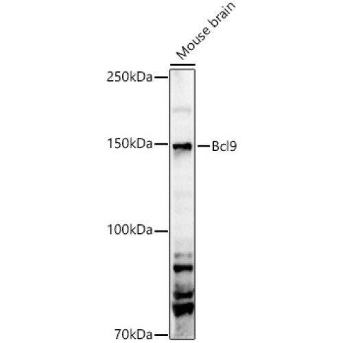 Bcl9 Rabbit pAb