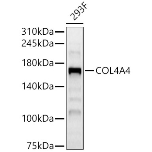 COL4A4 Rabbit pAb