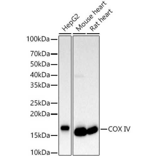 [KD Validated] COX IV Rabbit pAb