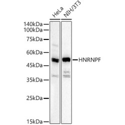 HNRNPF Rabbit pAb
