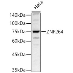 ZNF264 Rabbit pAb