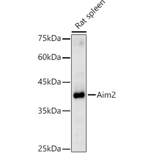 Aim2 Rabbit pAb
