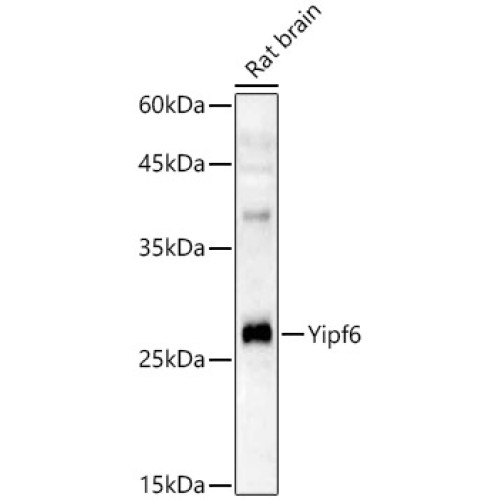 Yipf6 Rabbit pAb