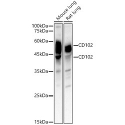 CD102 Rabbit pAb