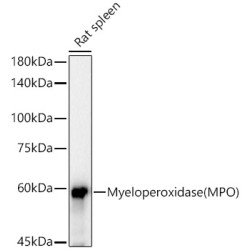 Myeloperoxidase (MPO) Rabbit mAb