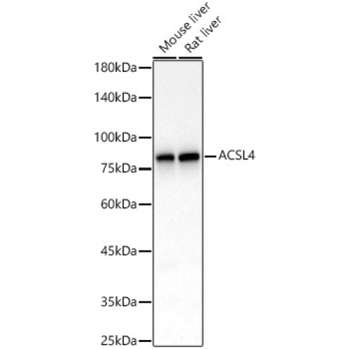 [KO Validated] ACSL4 Rabbit mAb