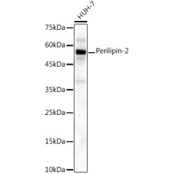 Perilipin-2 Rabbit mAb