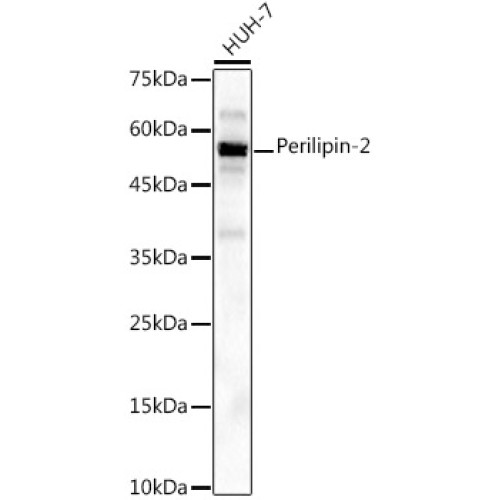 Perilipin-2 Rabbit mAb