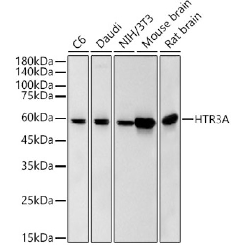 HTR3A Rabbit mAb