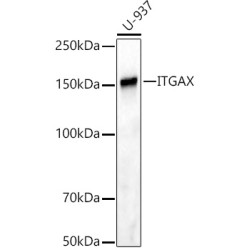 ITGAX Rabbit mAb
