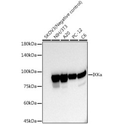 IKKα Rabbit mAb