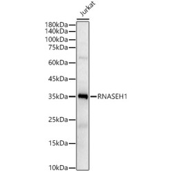 RNASEH1 Mouse mAb